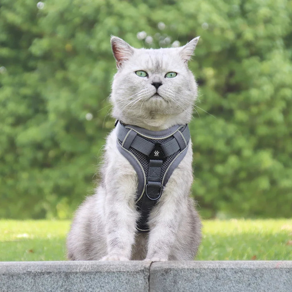 Adventure Cat Tactical Harness & Lead